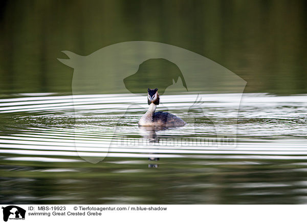 swimming Great Crested Grebe / MBS-19923