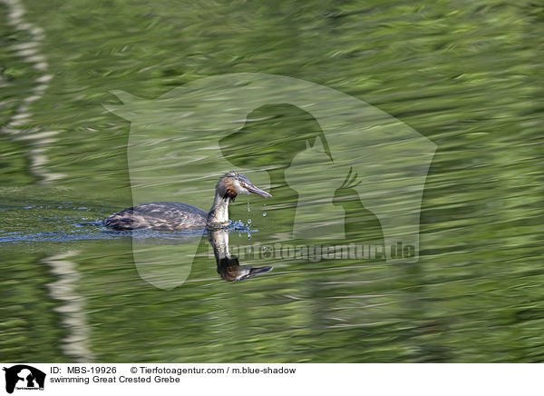 swimming Great Crested Grebe / MBS-19926