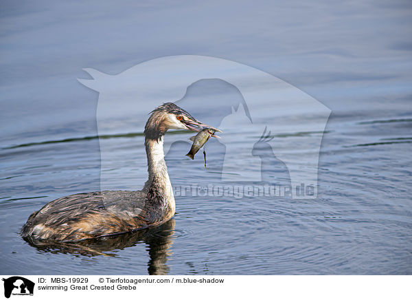 swimming Great Crested Grebe / MBS-19929