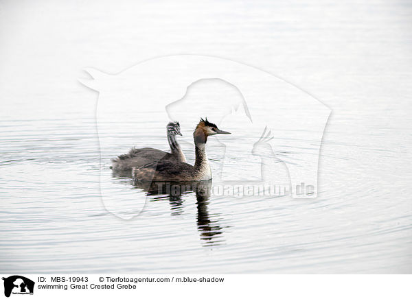 schwimmender Haubentaucher / swimming Great Crested Grebe / MBS-19943