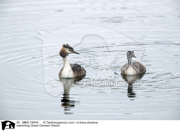 swimming Great Crested Grebe / MBS-19944