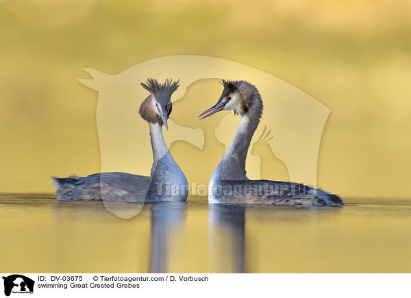 swimming Great Crested Grebes / DV-03675