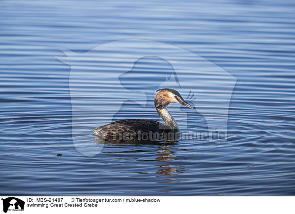 swimming Great Crested Grebe / MBS-21487