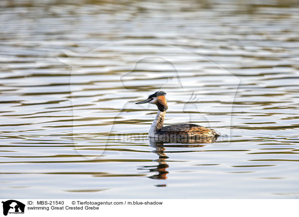 swimming Great Crested Grebe / MBS-21540