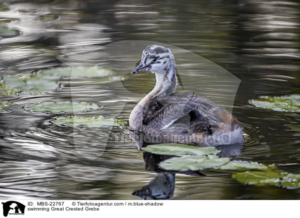 swimming Great Crested Grebe / MBS-22767