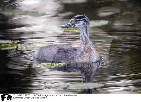 schwimmender Haubentaucher / swimming Great Crested Grebe / MBS-22770