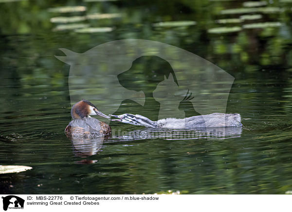 schwimmende Haubentaucher / swimming Great Crested Grebes / MBS-22776