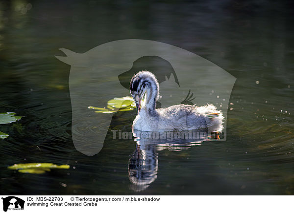 schwimmender Haubentaucher / swimming Great Crested Grebe / MBS-22783