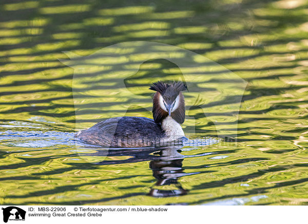 schwimmender Haubentaucher / swimming Great Crested Grebe / MBS-22906