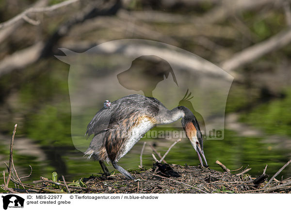 Haubentaucher / great crested grebe / MBS-22977