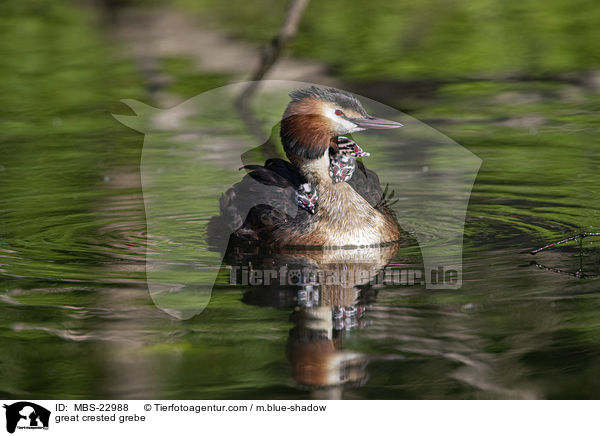 Haubentaucher / great crested grebe / MBS-22988