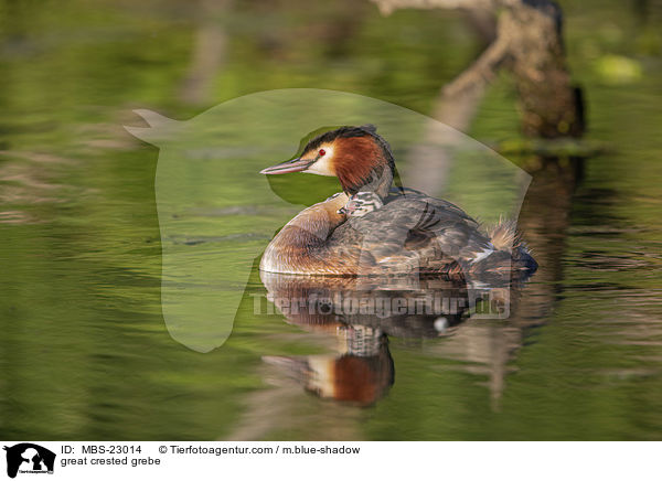 Haubentaucher / great crested grebe / MBS-23014