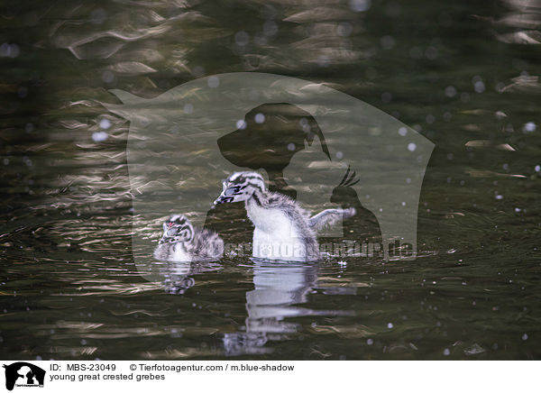 junge Haubentaucher / young great crested grebes / MBS-23049