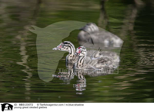 junge Haubentaucher / young great crested grebes / MBS-23072