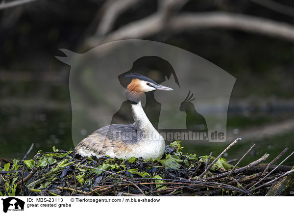 great crested grebe / MBS-23113