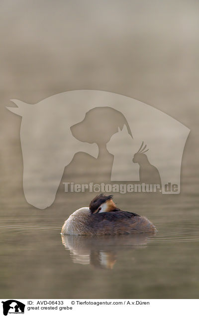 Haubentaucher / great crested grebe / AVD-06433