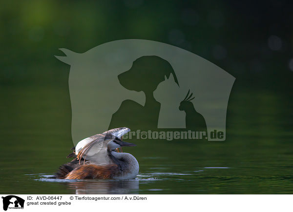 Haubentaucher / great crested grebe / AVD-06447