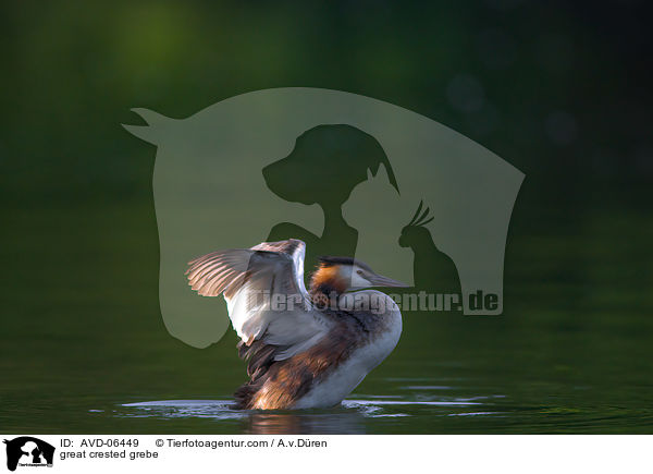 Haubentaucher / great crested grebe / AVD-06449