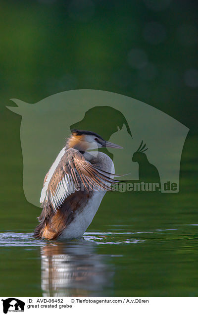 Haubentaucher / great crested grebe / AVD-06452