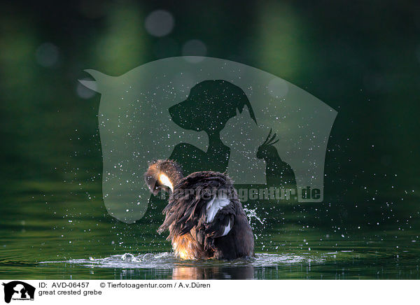 Haubentaucher / great crested grebe / AVD-06457