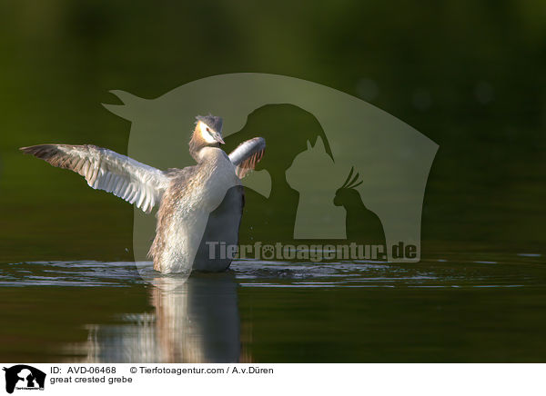 Haubentaucher / great crested grebe / AVD-06468