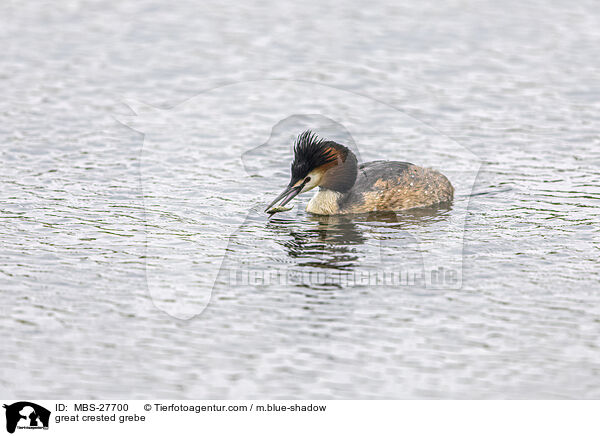 Haubentaucher / great crested grebe / MBS-27700