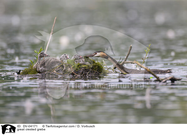 Haubentaucher / great crested grebe / DV-04171