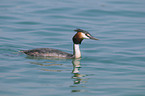 great crested grebe