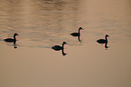 great crested grebes