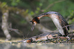 great crested grebes