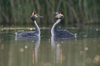 great crested grebes