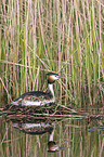 great crested grebe