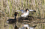 great crested grebes