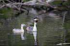 swimming Great Crested Grebes