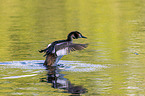 Great Crested Grebe