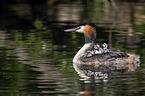 great crested grebe