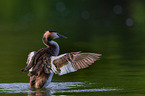 great crested grebe