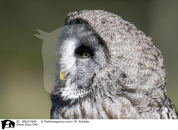 Great Grey Owl / WS-01949