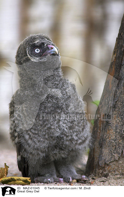 Bartkauz / Great Grey Owl / MAZ-01045