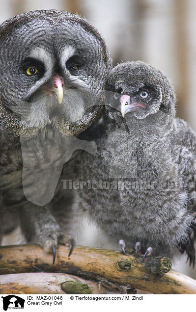 Bartkauz / Great Grey Owl / MAZ-01046