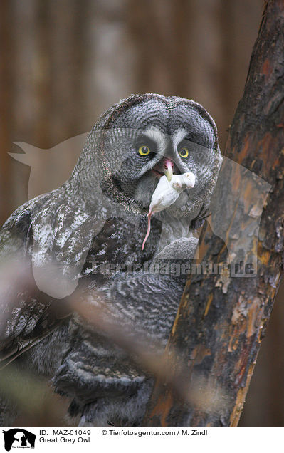 Bartkauz / Great Grey Owl / MAZ-01049