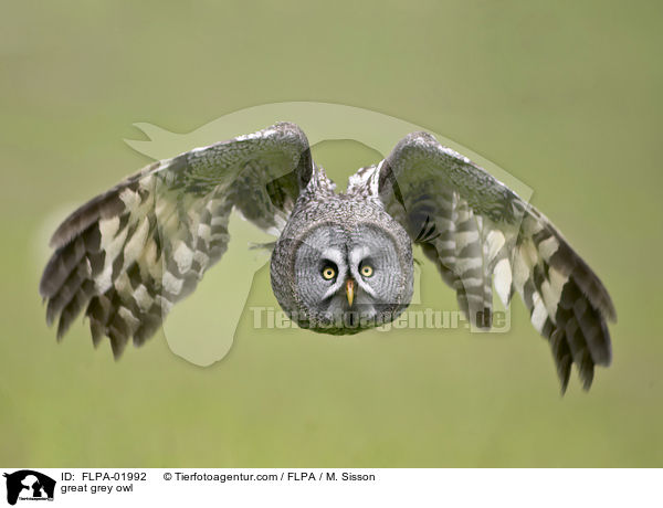 Bartkauz / great grey owl / FLPA-01992