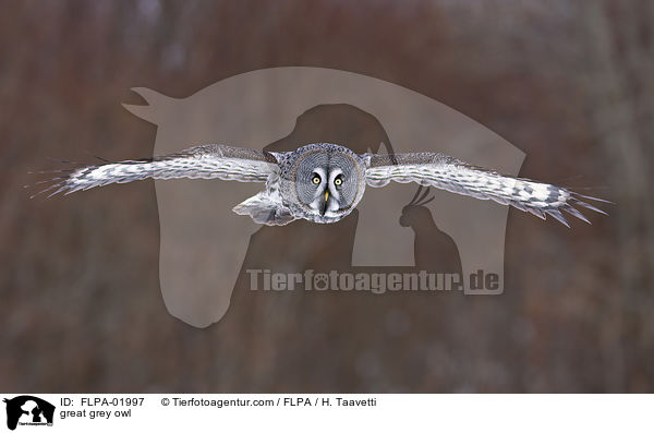 Bartkauz / great grey owl / FLPA-01997