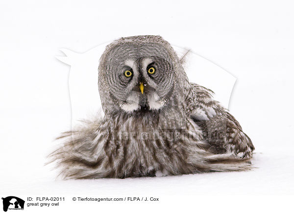 Bartkauz / great grey owl / FLPA-02011