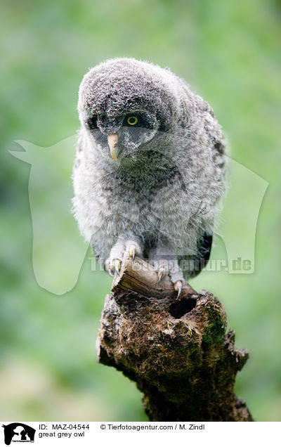 Bartkauz / great grey owl / MAZ-04544