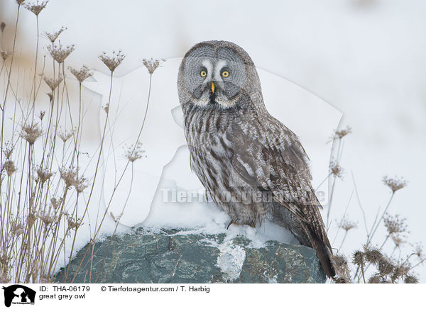 Bartkauz / great grey owl / THA-06179