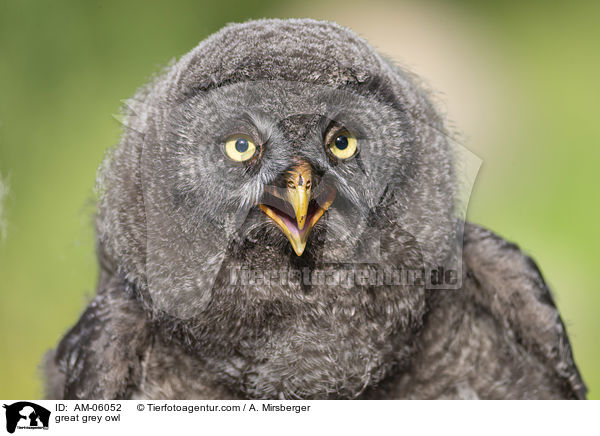 Bartkauz / great grey owl / AM-06052