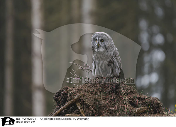 Bartkauz / great grey owl / PW-02791