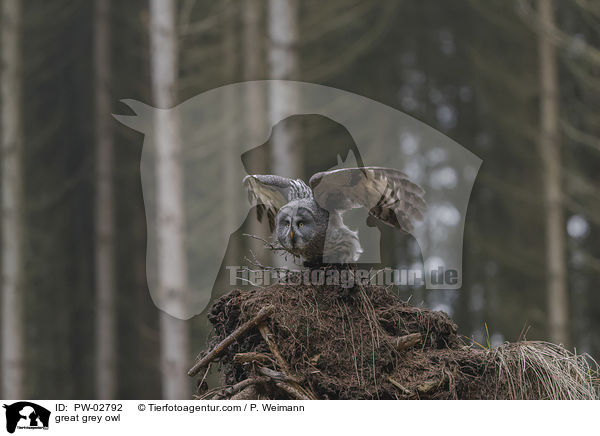 Bartkauz / great grey owl / PW-02792