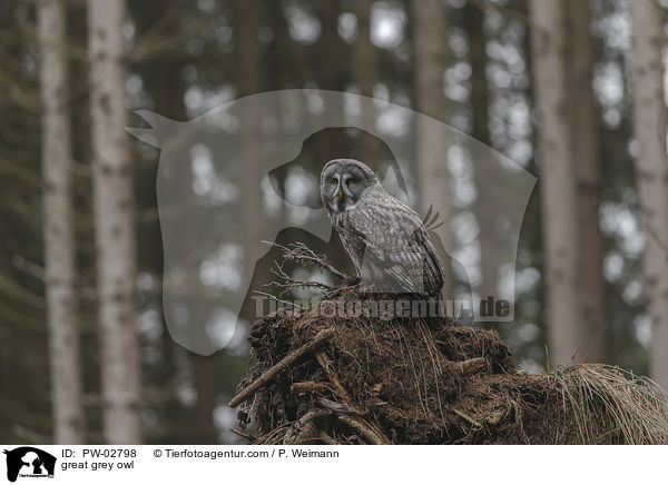 Bartkauz / great grey owl / PW-02798